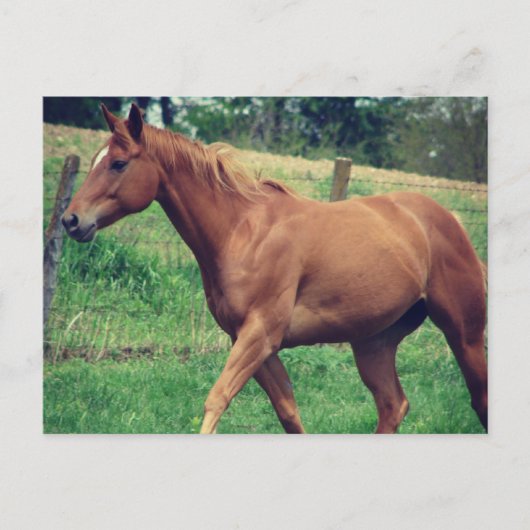  jongen, Scotch Briefkaart (Voorkant)