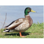 jongen staand fotobeeldje<br><div class="desc">Mannelijke wilde eend</div>