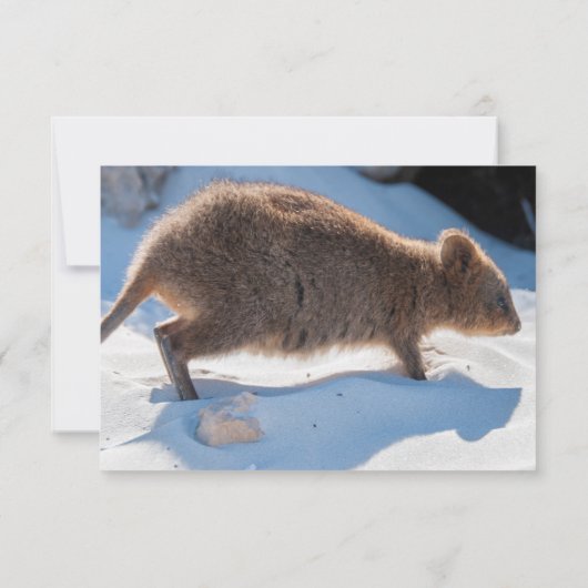 Jongens Eerste Verjaardag Blue Quokka Australië Fo Kaart (Achterkant)