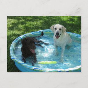 Jongens van het briefkaart van de zomer