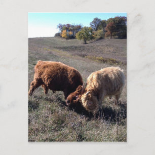 Jongens zijn jongens... briefkaart