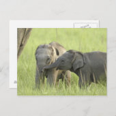 Jongeren van Indische/Aziatische olifant Briefkaart (Voorkant / Achterkant)