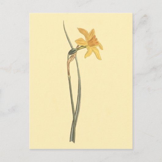 Jonquil Daffodil Gele Bloem Illustratie Briefkaart (Voorkant)