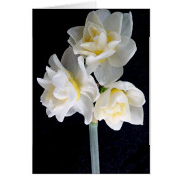 Jonquil Flower - Ecclesiastes 3:1