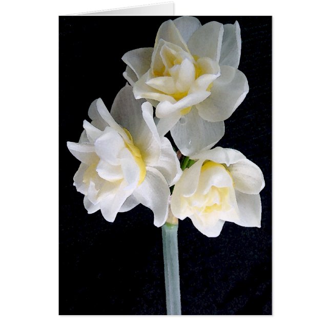 Jonquil Flower - Ecclesiastes 3:1 (Voorkant)