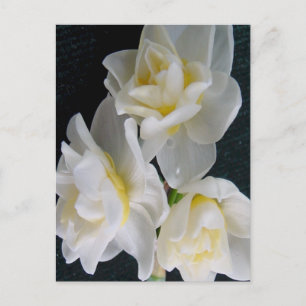 Jonquil Flower - Ecclesiastes 3:1 Briefkaart