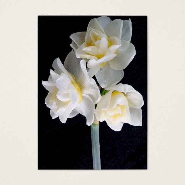 Jonquil Flower - Ecclesiastes 3:1 Tract Kaart / (Voorkant)