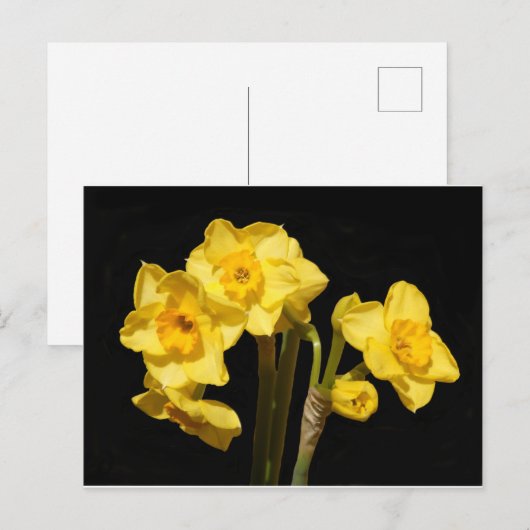 Jonquil Flowers Briefkaart (Voorkant / Achterkant)