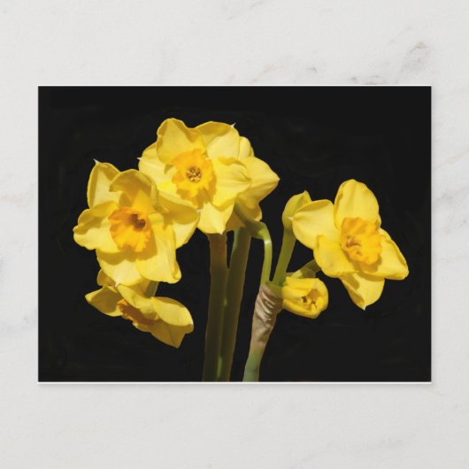 Jonquil Flowers Briefkaart (Voorkant)