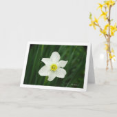 Jonquil in mijn tuin kaart (Gele Bloem)