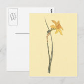 Jonquil Narcis Gele Bloem Illustratie Briefkaart (Voorkant / Achterkant)