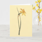 Jonquil Narcis Gele Bloem Illustratie Kaart (Gele Bloem)