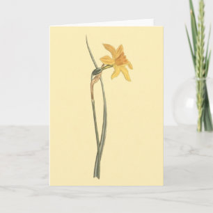 Jonquil Narcis Gele Bloem Illustratie Kaart