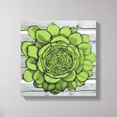 Jonus de Jovibarba heuffelii Canvas Afdruk (Voorkant)