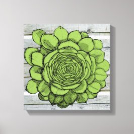 Jonus de Jovibarba heuffelii Canvas Afdruk