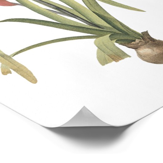 joodse lily(Amaryllis formosissima) van Redouté Poster (Hoek)