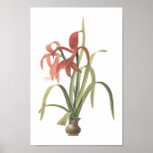 joodse lily(Amaryllis formosissima) van Redouté Poster (Voorkant)