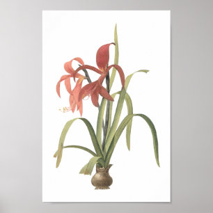 joodse lily(Amaryllis formosissima) van Redouté Poster