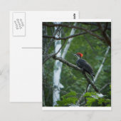 Jordan Pond Pileated Woodpecker. Briefkaart (Voorkant / Achterkant)