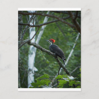 Jordan Pond Pileated Woodpecker. Briefkaart