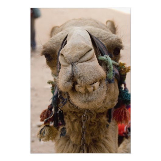 Jordanië, de oude Nabateese stad Petra Foto Afdruk (Voorkant)