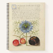 Joris Hoefnagel Love-in-a-Mist en Kastanje 1561
