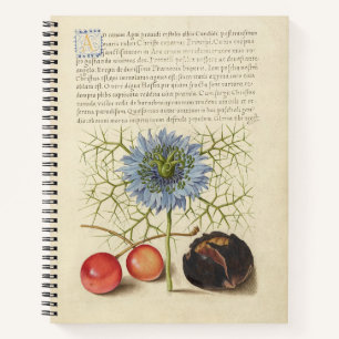 Joris Hoefnagel Love-in-a-Mist en Kastanje 1561 Notitieboek