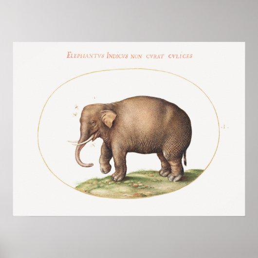 Joris Hoefnagel olifant met insecten verlichting Poster (Voorkant)