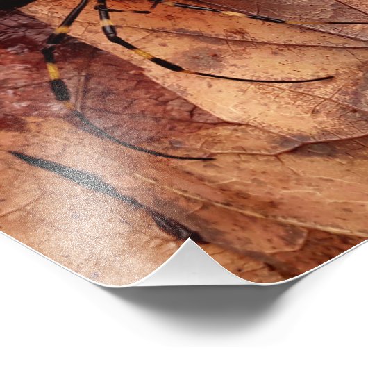 Joro Spider Foto Afdruk (Hoek)