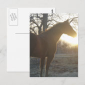 Jose Benito Briefkaart (Voorkant / Achterkant)