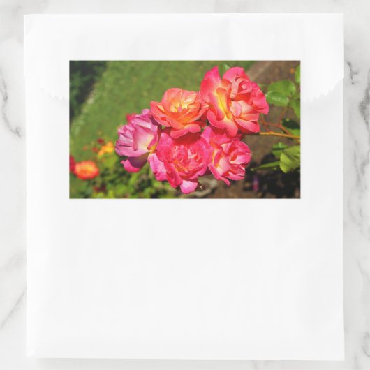 Joseph's Coat Roos #1-2 Stickers (Tas)