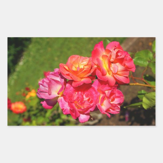 Joseph's Coat Roos #1-2 Stickers (Voorkant)