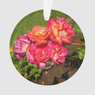 Joseph's Coat Roos #1 Ornament