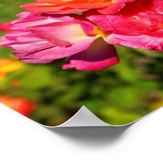 Joseph's Coat Roos #1 Poster (Hoek)