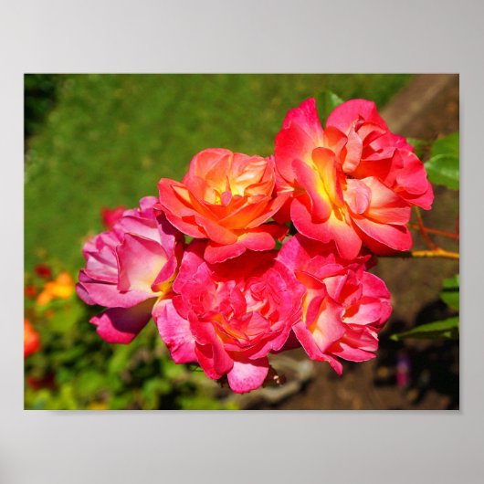 Joseph's Coat Roos #1 Poster (Voorkant)