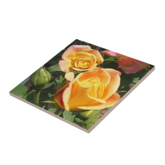 Joseph's Coat Rozen Tegeltje (Zijkant)