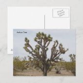 joshua, Joshua Tree Briefkaart (Voorkant / Achterkant)