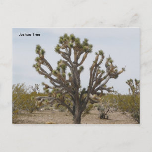 joshua, Joshua Tree Briefkaart