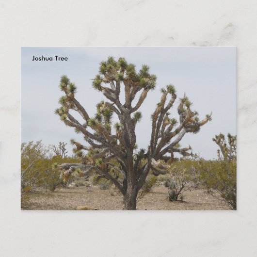 joshua, Joshua Tree Briefkaart (Voorkant)