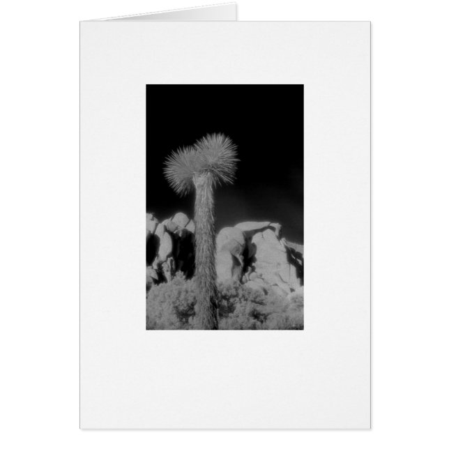 "Joshua Tree" (Voorkant)