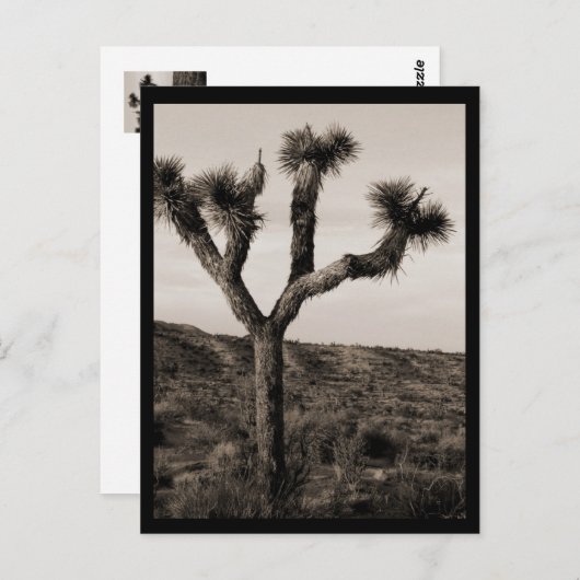 Joshua Tree Briefkaart (Voorkant / Achterkant)