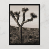 Joshua Tree Briefkaart (Voorkant)