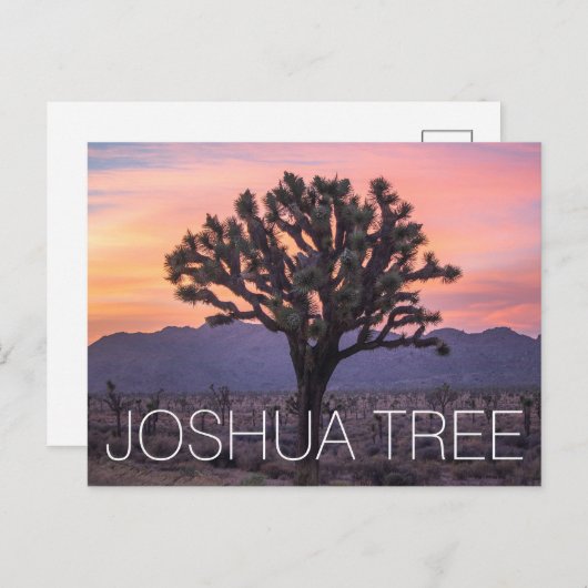 Joshua Tree Briefkaart (Voorkant / Achterkant)
