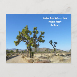 Joshua Tree Briefkaart! Briefkaart