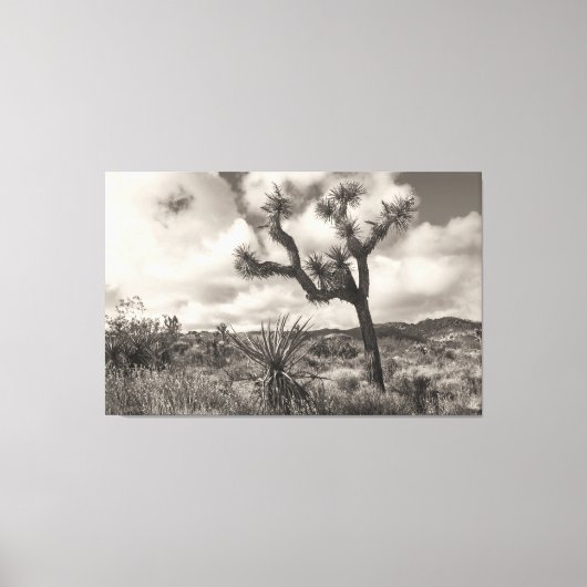 Joshua Tree bw Canvas Afdruk (Voorkant)