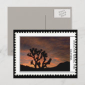 Joshua Tree California Briefkaart (Voorkant / Achterkant)