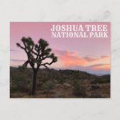Joshua Tree California Sunset Briefkaart (Voorkant)