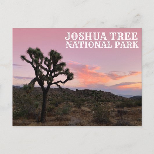 Joshua Tree California Sunset Briefkaart (Voorkant)