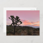 Joshua Tree California Sunset Briefkaart (Voorkant / Achterkant)