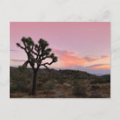 Joshua Tree California Sunset Briefkaart (Voorkant)